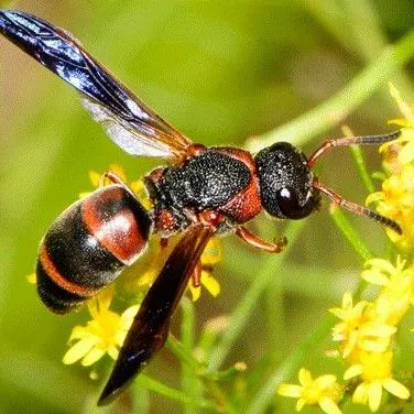 thumbnail for publication: Red and Black Mason Wasp (suggested common name) Pachodynerus erynnis (Lepeletier) (Insecta: Hymenoptera: Vespidae)